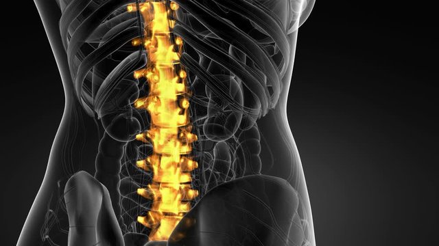 SPINE bone skeleton x-ray scan