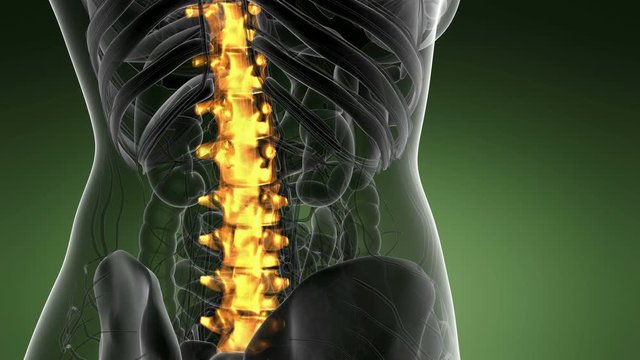 SPINE bone skeleton x-ray scan