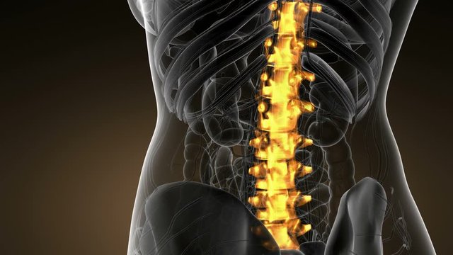 SPINE bone skeleton x-ray scan