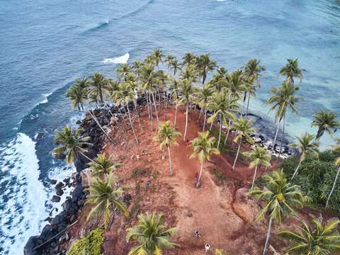 Aerial view. Palms trees. secret beach. Mirissa, Sri Lanka
