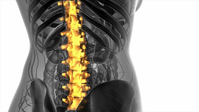 SPINE bone skeleton x-ray scan