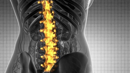 SPINE bone skeleton x-ray scan