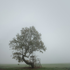 Crooked Tree with Deer Stand by Field in Foggy Landscape