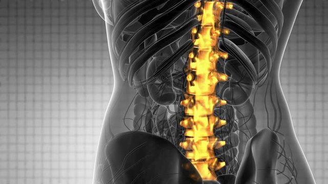 SPINE bone skeleton x-ray scan