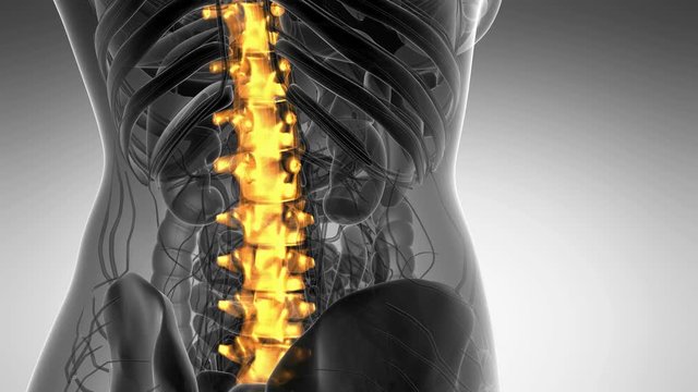 SPINE bone skeleton x-ray scan