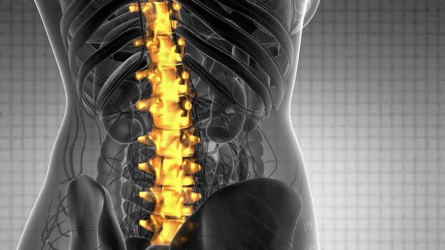 SPINE bone skeleton x-ray scan