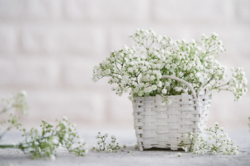 Close-up of baby's breath flowers