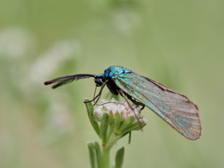 Adscita sp. Lepidoptera difficult to identify, metallic green. They usually fly slow and low in the day