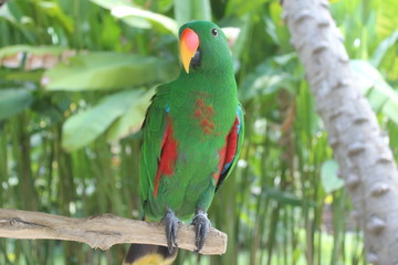 colorful parrot