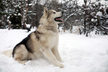 Dog Alaskan Malamute is sitting in the snow in winter forest.