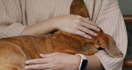 Woman pets dachshund at home