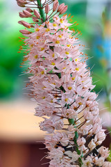 Foxtail lily flower (Eremurus himalaicus)