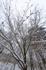 Tree on the footpath in the winter forest under the snow