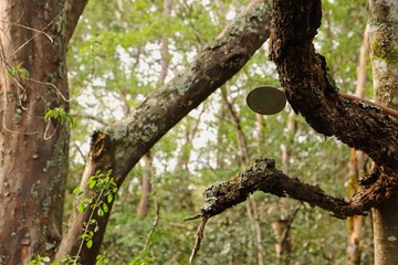 Fototapeta premium Outside bush shower mounted to a tree. Showering concept image. 