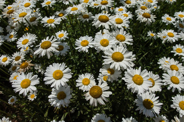 Field full of wildflower white daisies