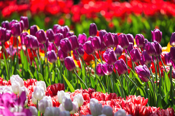 Blooming colorful tulips flowerbed in public flower garden. Popular tourist site. Lisse, Holland, Netherlands. Selective focus. Nature natural flowers spring background
