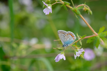 Lycaenidae / Çokgözlü Balkan Mavisi / / Polyommatus anteros	