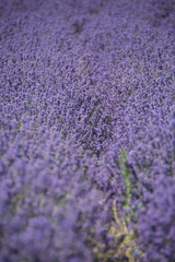 Lavender field of purple flowers