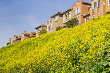 Houses and wild mustard on a spring day, San Jose, California