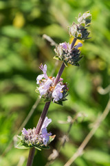 Cleveland sage (Salvia clevelandii) flowers in spring on a blurred background, California