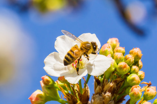 Close up of bee on a blooming fruit tree, California