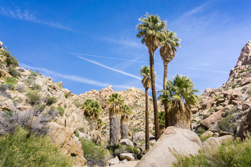 Fan Palm Trees (Washingtonia filifera) in the Lost Palms Oasis, a popular hiking spot, Joshua Tree...