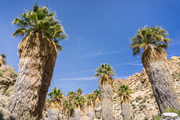 Fototapeta premium Fan Palm Trees (Washingtonia filifera) in the Lost Palms Oasis, a popular hiking spot, Joshua Tree National Park, California