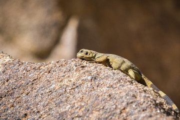 Young Common Chuckwalla (Sauromalus ater) lounging on a rock, Joshua Tree National Park, California