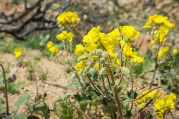 Yellow cups (Chylismia brevipes) blooming in Joshua Tree National Park, California