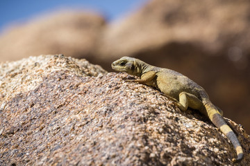 Young Common Chuckwalla (Sauromalus ater) lounging on a rock, Joshua Tree National Park, California