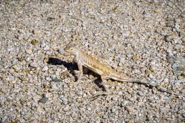 Zebra-tailed lizard (Callisaurus), Joshua Tree National Park, California