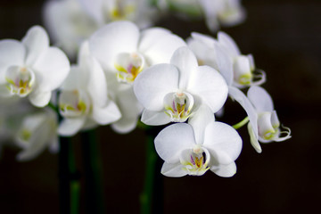 Beautiful white orchid  - phalaenopsis © Mira Drozdowski