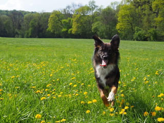 Gl&uuml;cklicher Hund