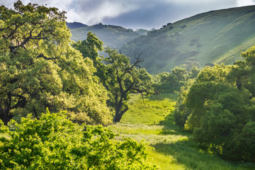 Sunny verdant valley and a little bit of morning mist, California