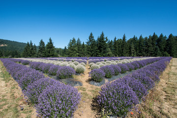 Fototapeta na wymiar Lavender field of rows of purple and white flowers on a sunny day