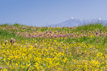 Goldfield and owl's clover wildflowers blooming on serpentine soil in south San Francisco bay, mount Hamilton in the background, San Jose, California