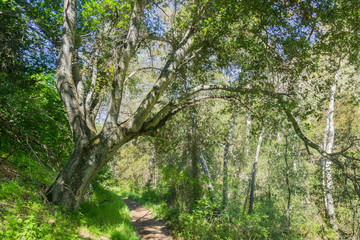Fototapeta na wymiar Hiking through the forest in the spring, Pinnacles National Park, California