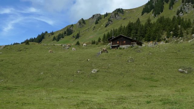  Schweizer Alpen - M&auml;gisalp - Totale mit K&uuml;hen und Wanderern