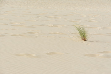 grass growing on the sandy desert