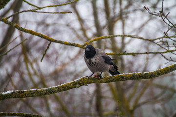 Crow sitting on a branch and nibbling it 