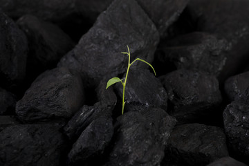 Carbon neutral, CARBON FOOTPRINT 
