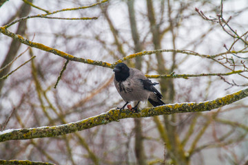 Crow sitting on a branch and nibbling it 