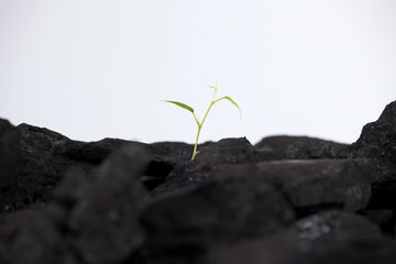 Plant growing in Coal
