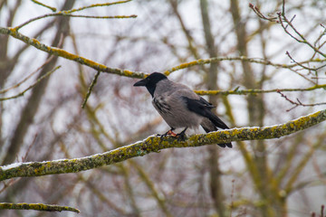 Crow sitting on a branch and nibbling it 