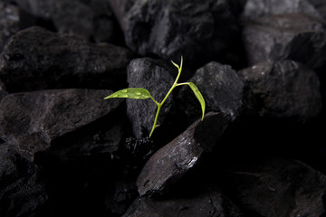 Plant growing in Coal
