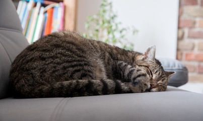 sleeping cat
