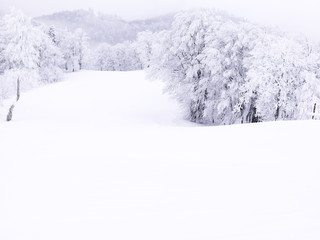 beautiful view snow at mountain with pine trees