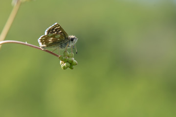 Hesperiidae / Kızıl Zıpzıp / / Spialia orbifer