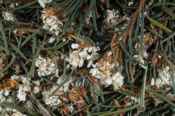 Dried medicinal herbs, branches with leaves and flowers. Ledum Palustre, Rhododendron tomentosum (wild rosemary, marsh Labrador tea). Top view.