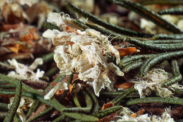 Dried medicinal herbs, branches with leaves and flowers. Ledum Palustre, Rhododendron tomentosum (wild rosemary, marsh Labrador tea). Close-up.